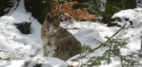 18 luchsfreigehege des nationalparks bayerischer wald